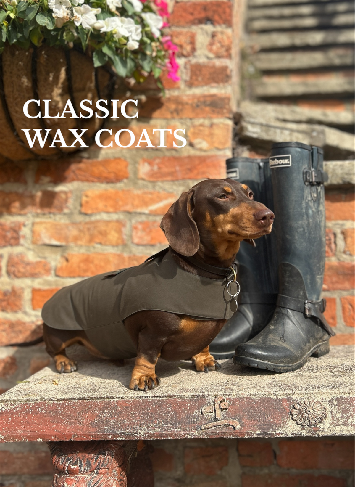 Classic Wax Dachshund Coats