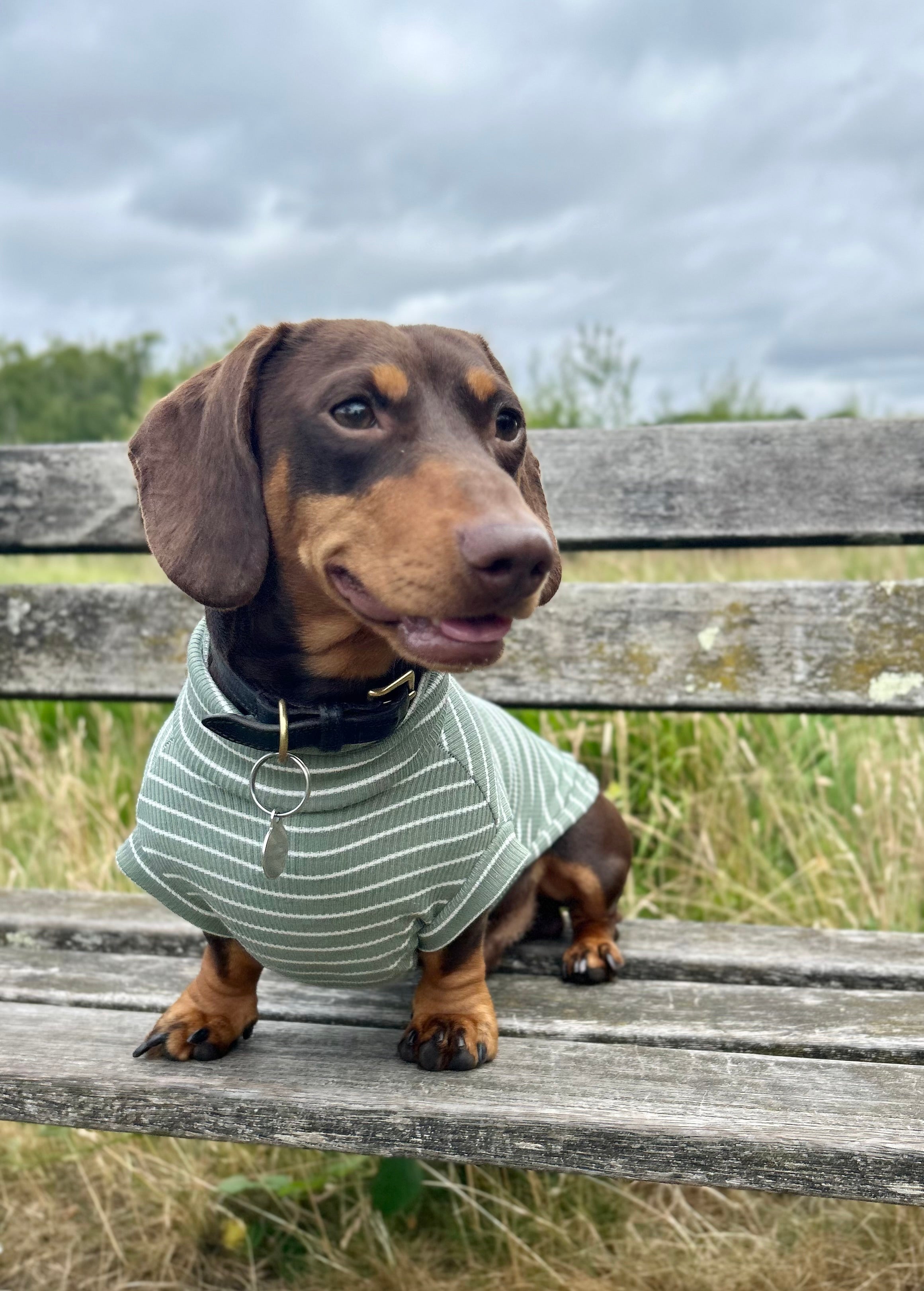 Striped Dachshund Jumper