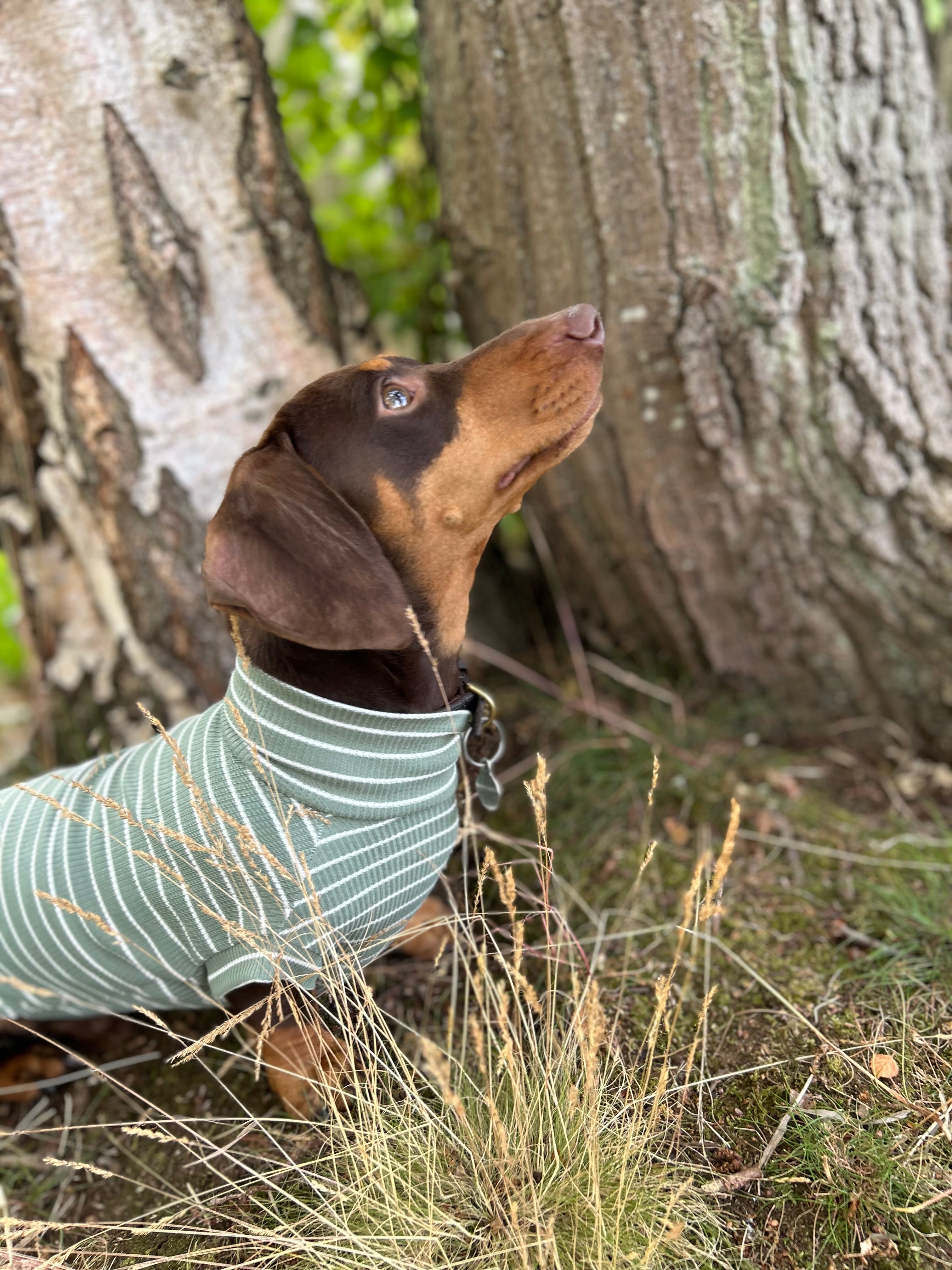 Striped Dachshund Jumper
