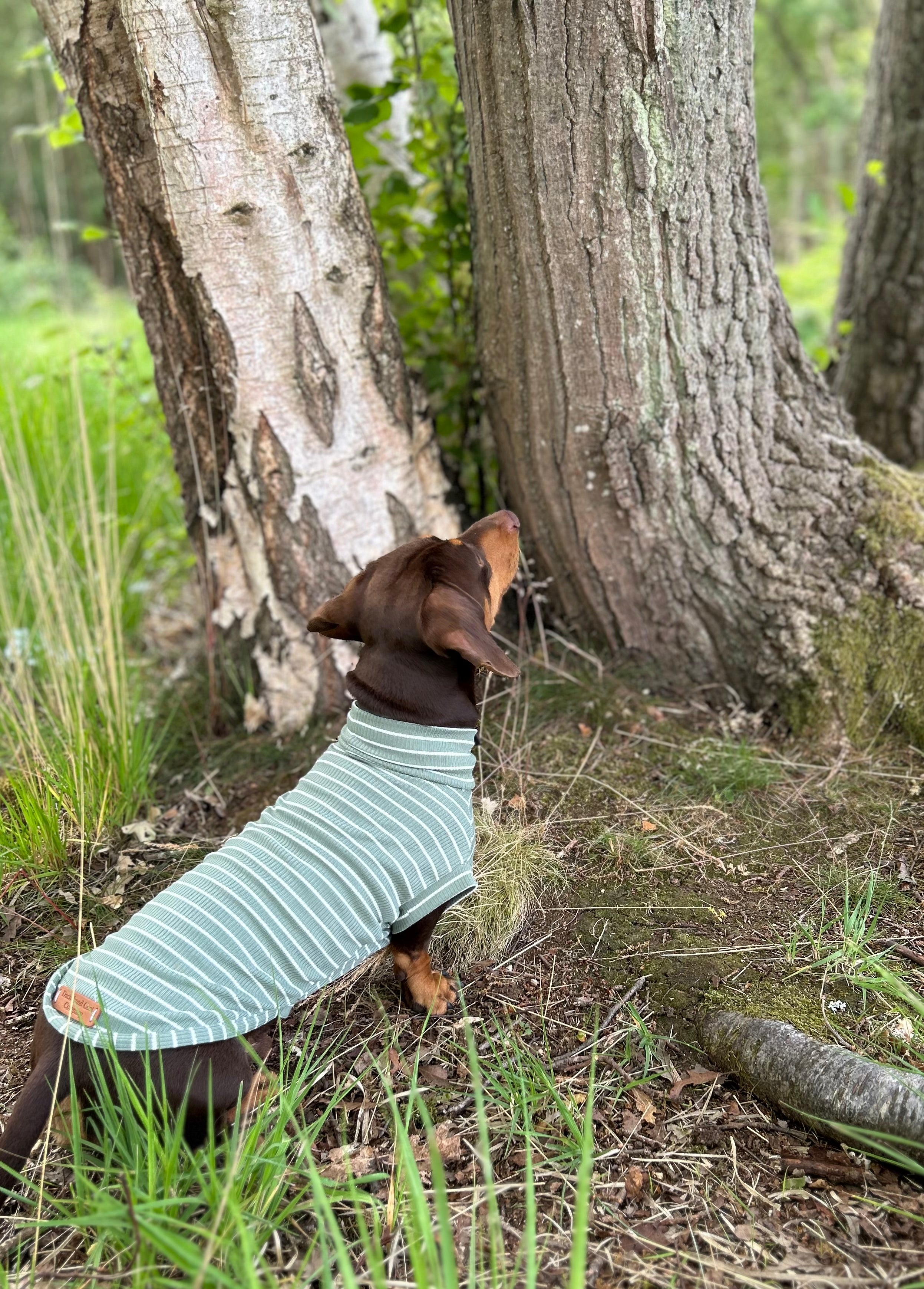 Striped Dachshund Jumper