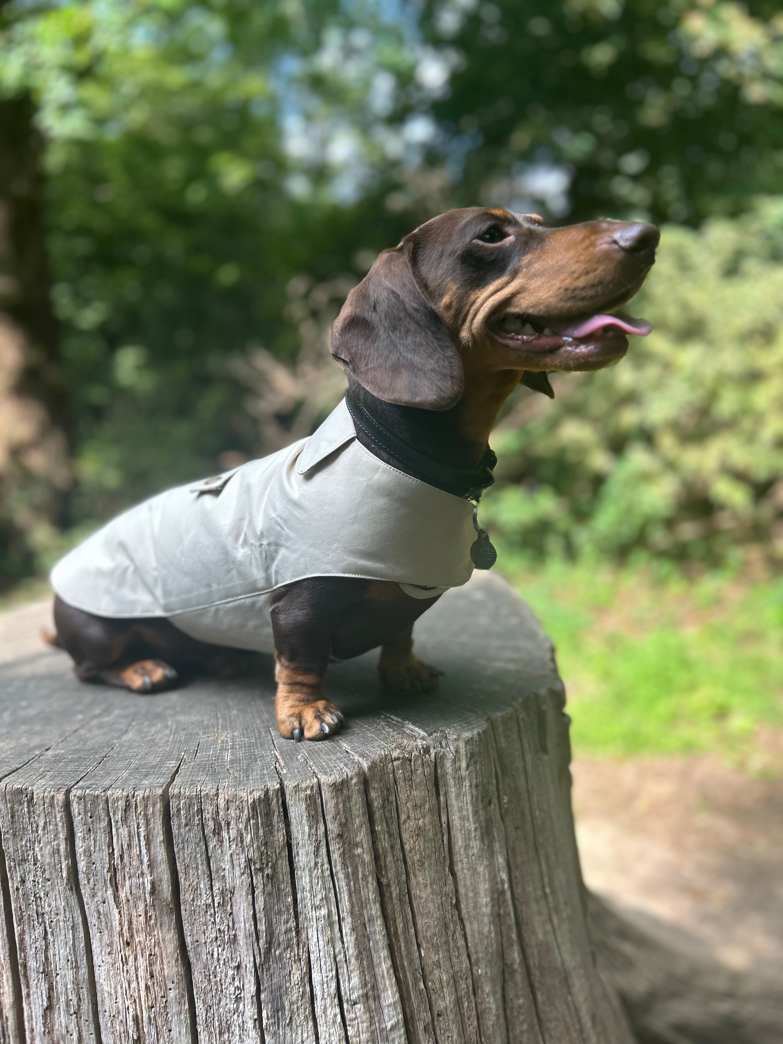 Classic wax raincoat - Cream