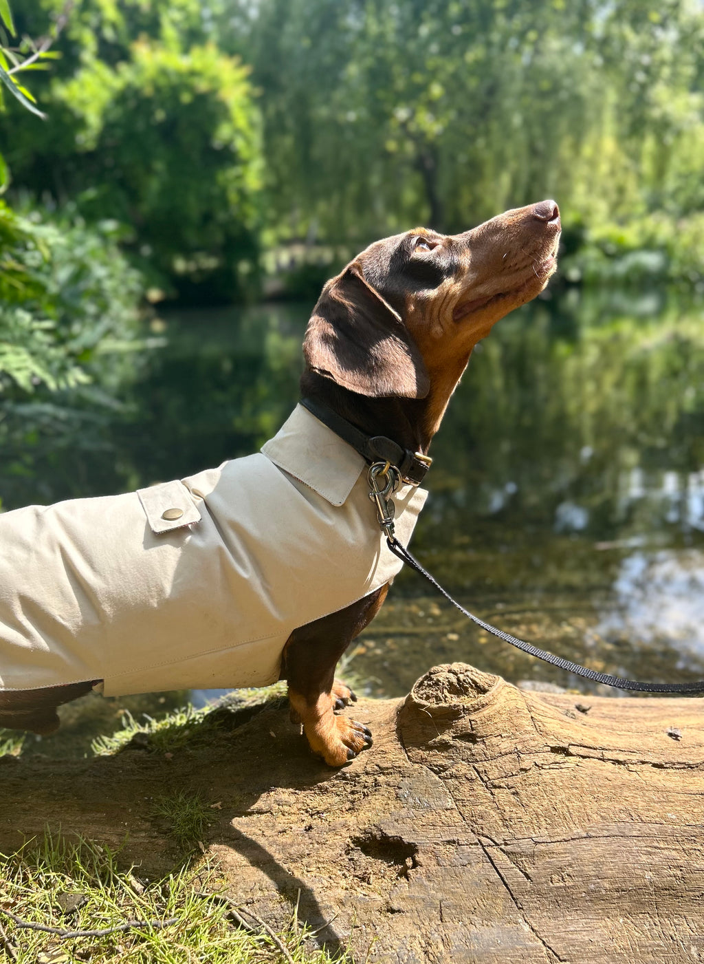 Classic wax raincoat - Cream
