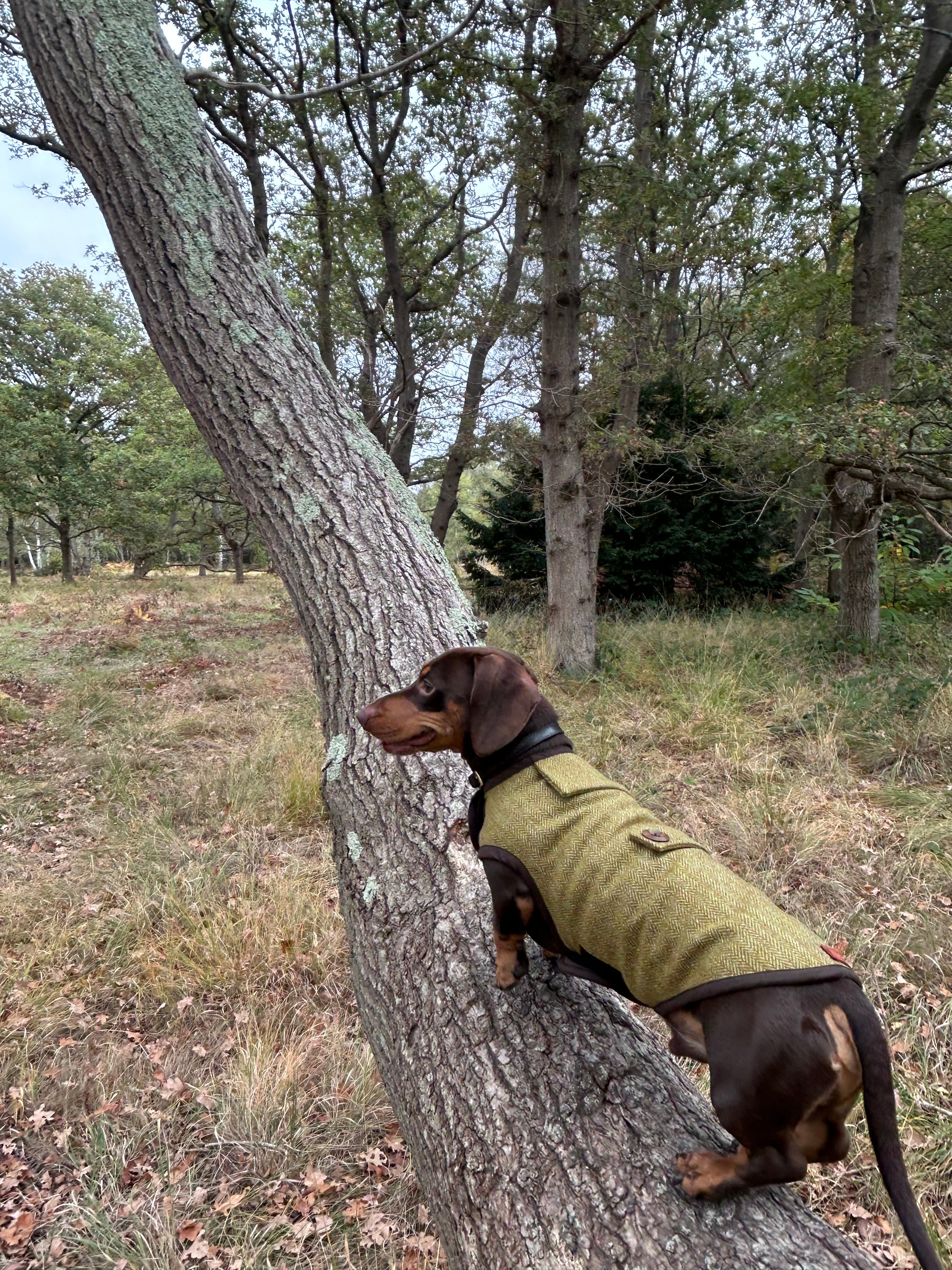 Autumn yellow herringbone tweed coat