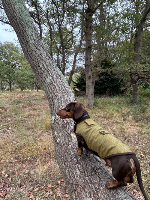 Autumn yellow herringbone tweed coat