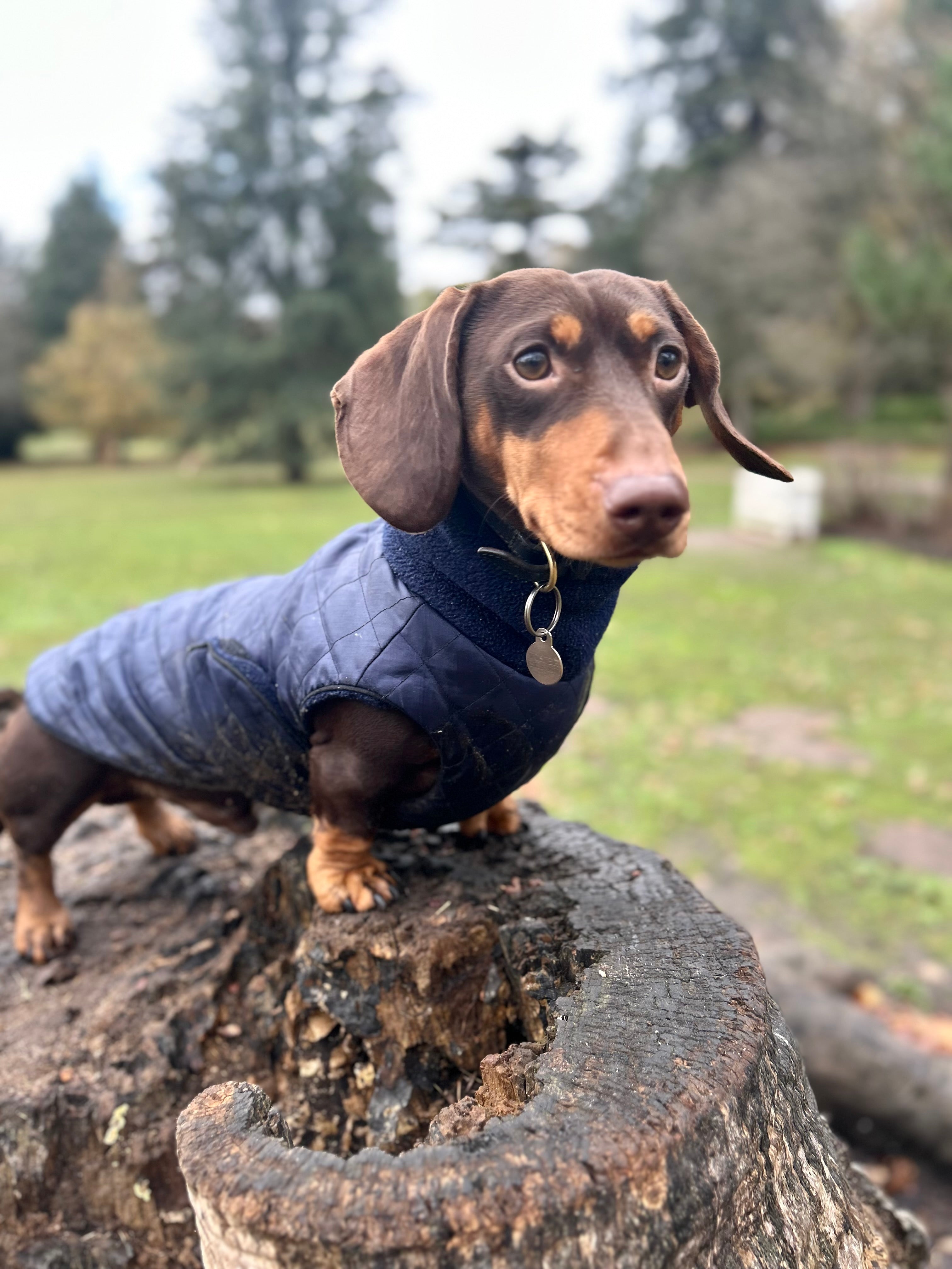 Waterproof full-body coat | Navy Blue