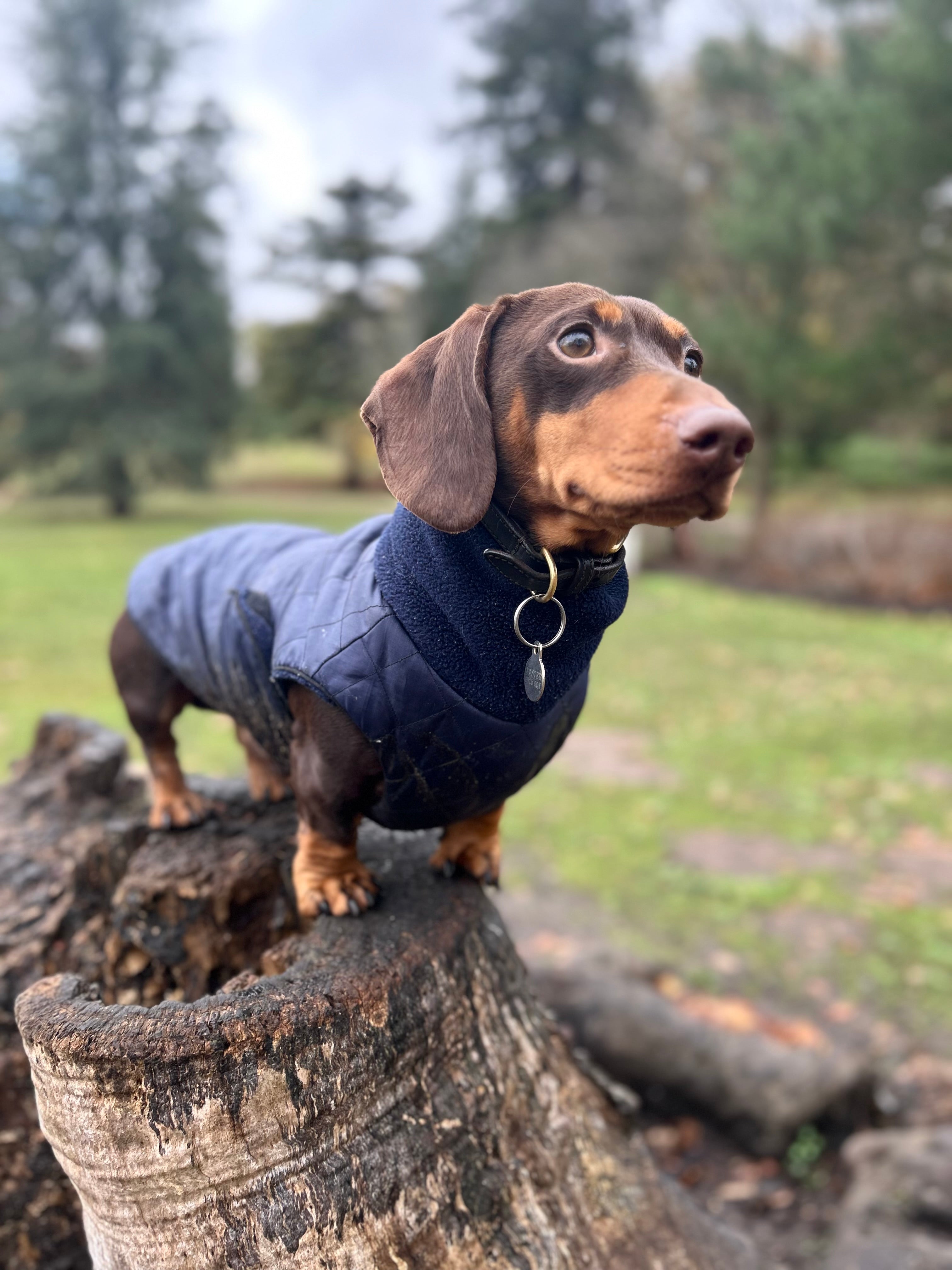 Waterproof full-body coat | Navy Blue