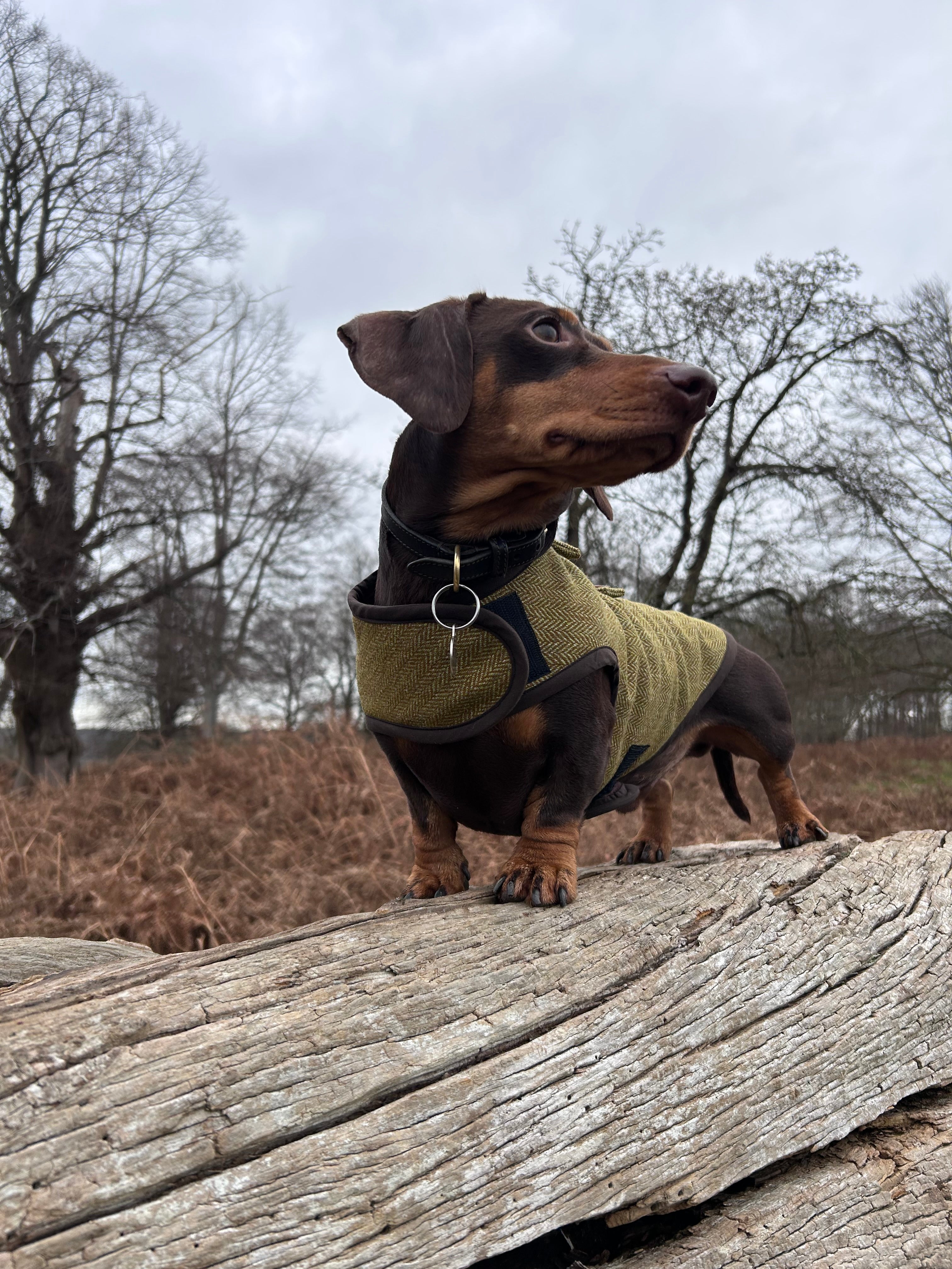 Autumn yellow herringbone tweed coat