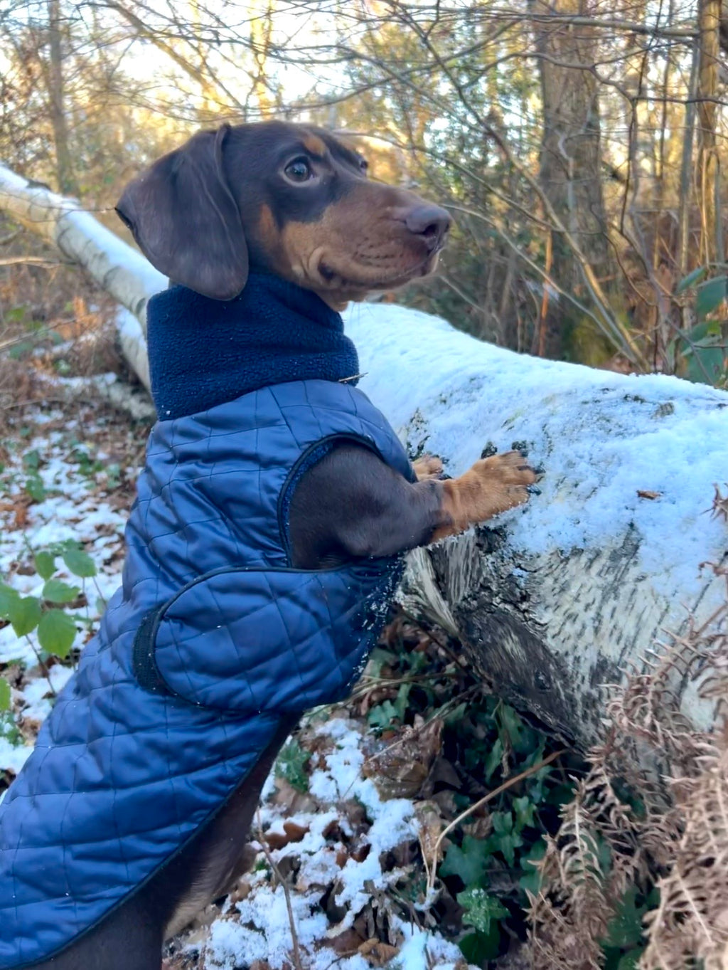 Waterproof full-body coat | Navy Blue