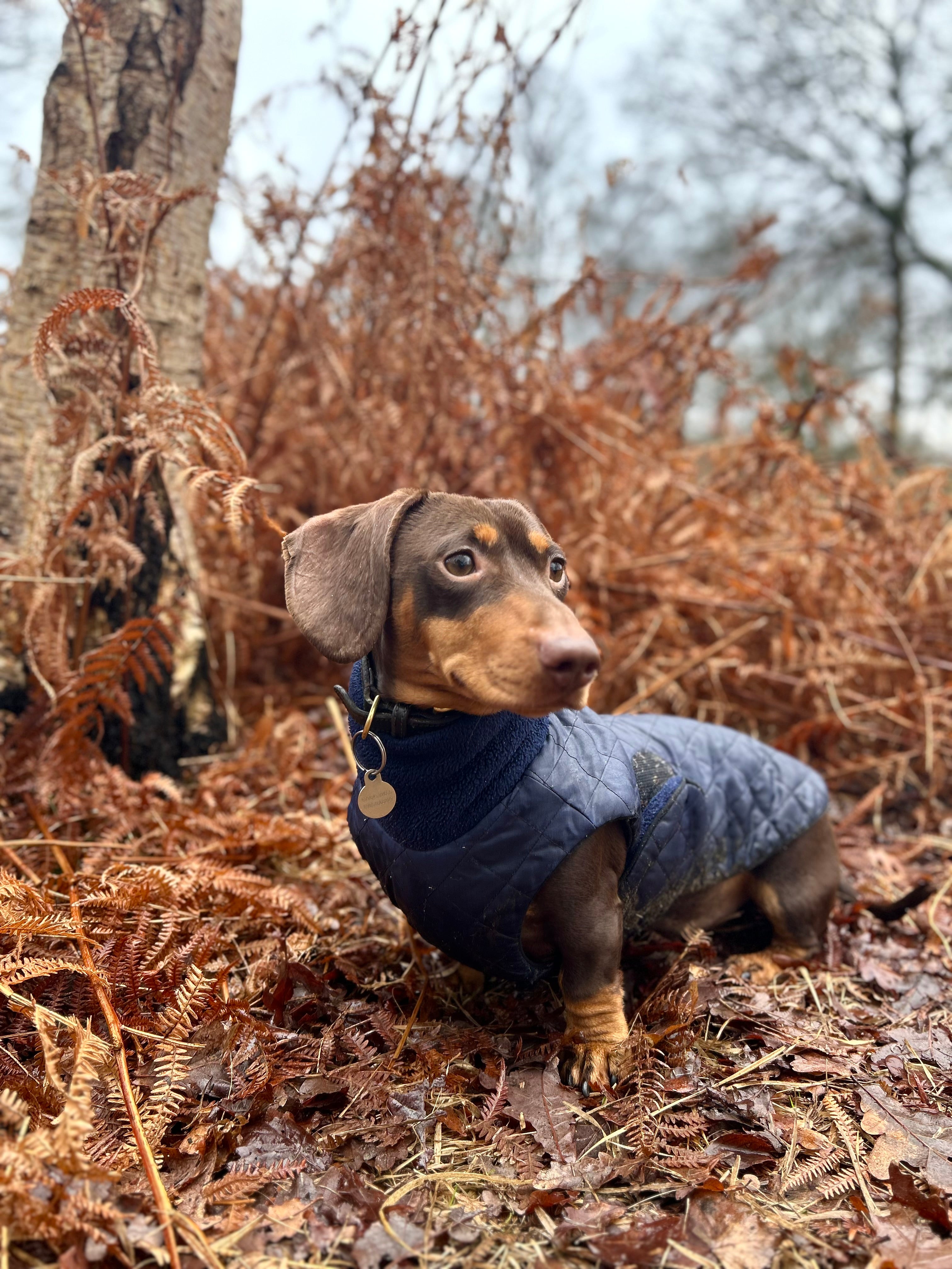 Waterproof full-body coat | Navy Blue