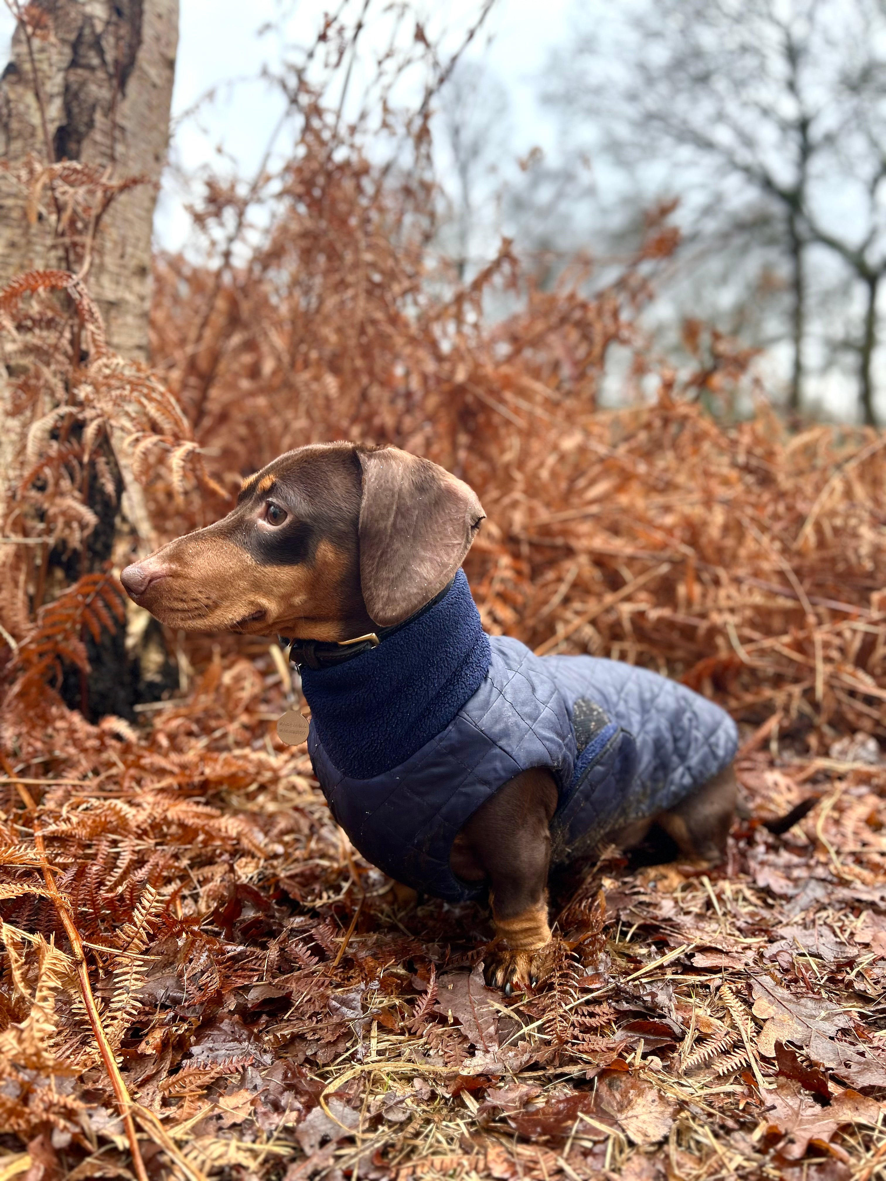 Waterproof full-body coat | Navy Blue