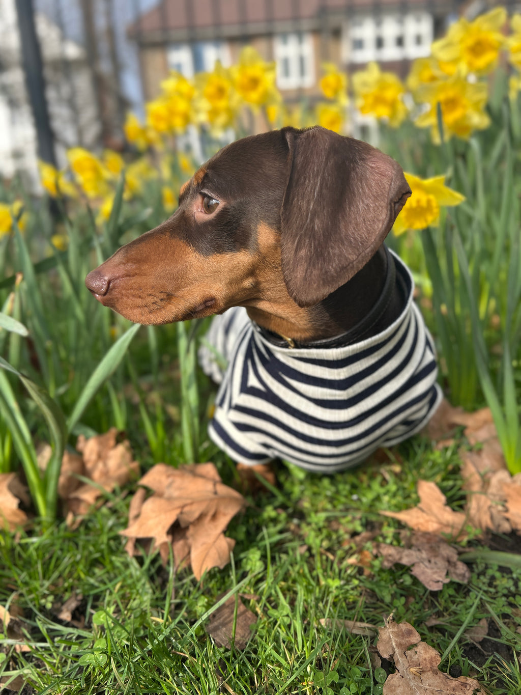 Navy Striped Dachshund Jumper