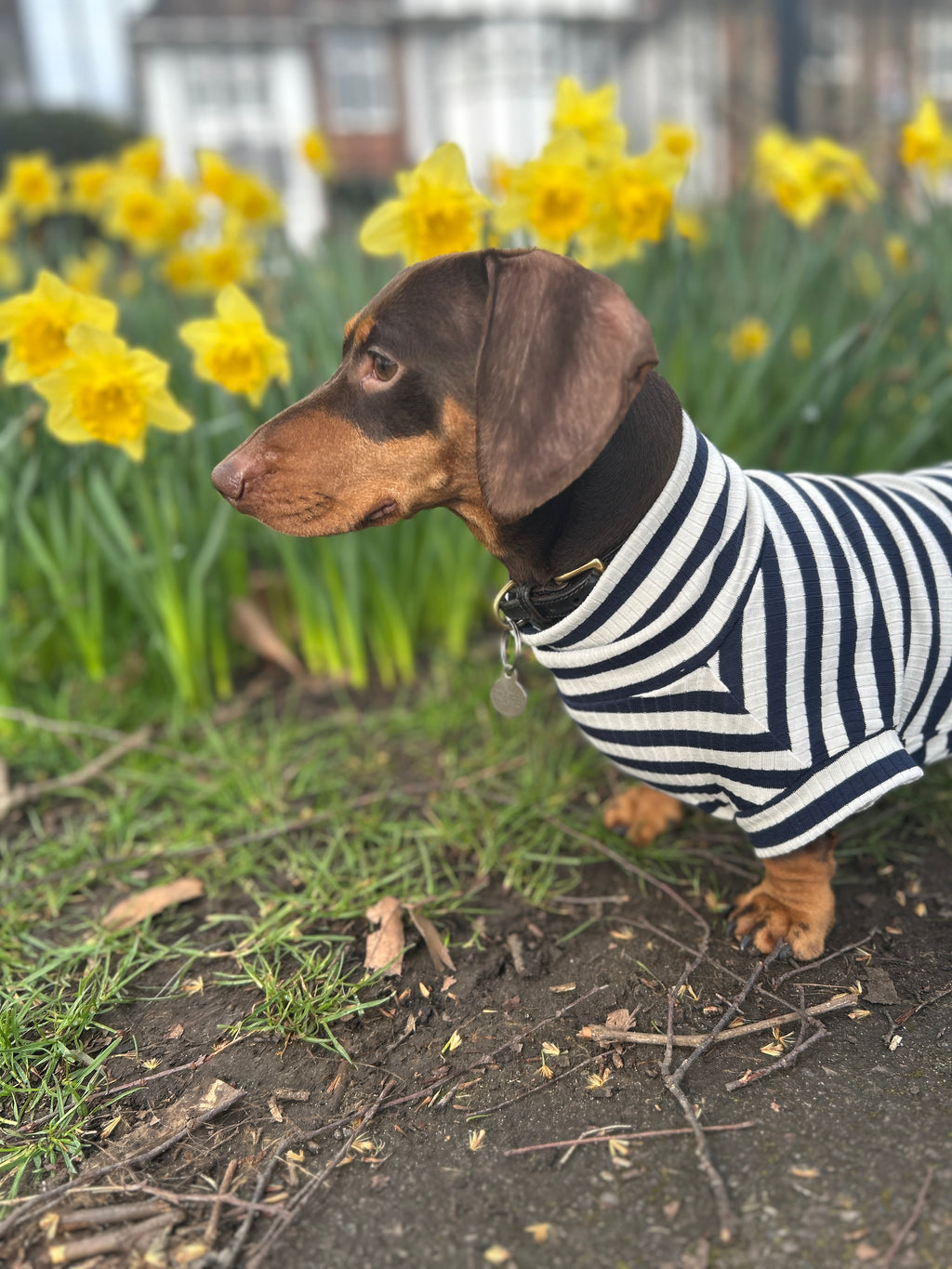 Navy Striped Dachshund Jumper