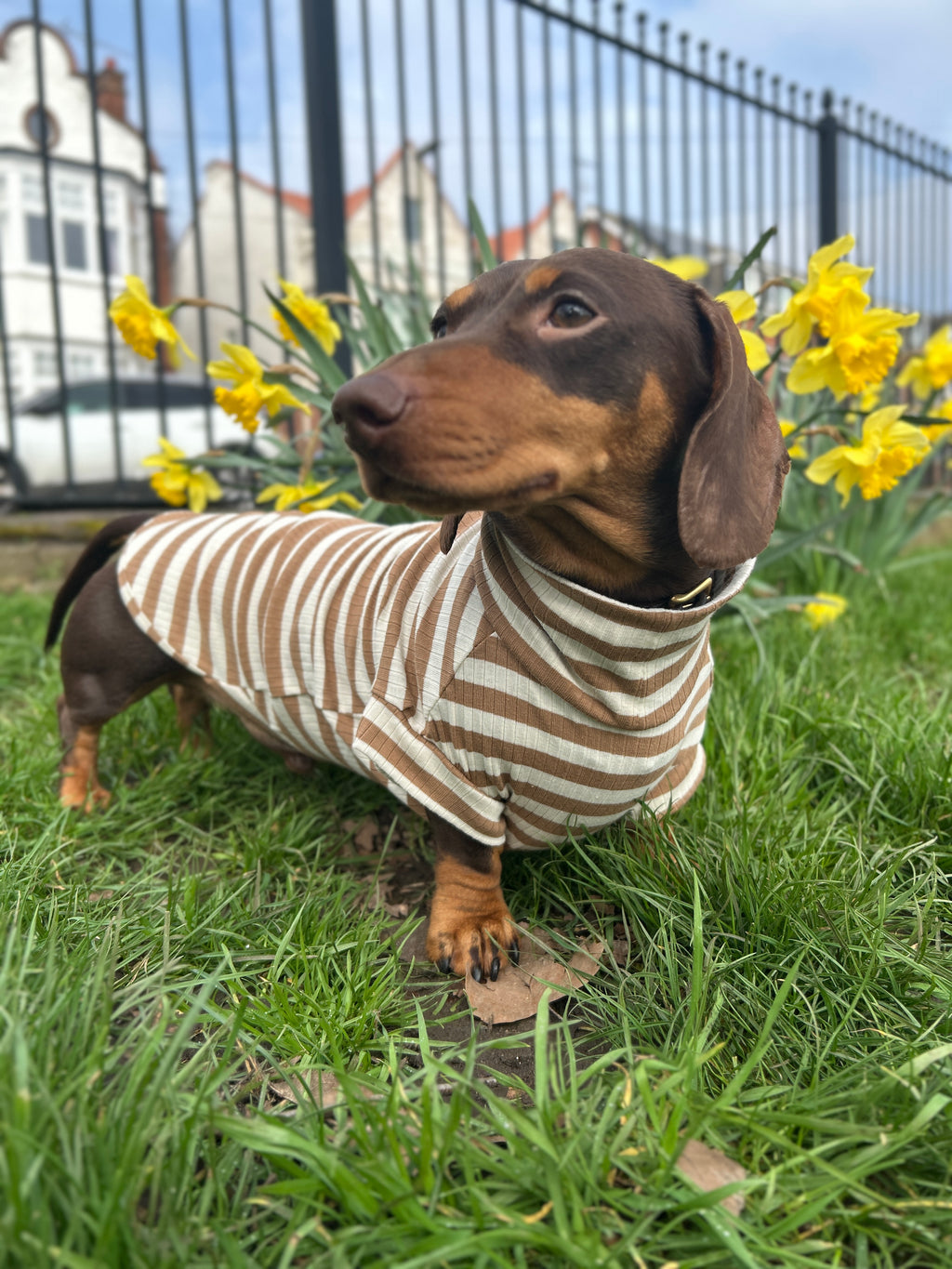 Mocha Striped Dachshund Jumper