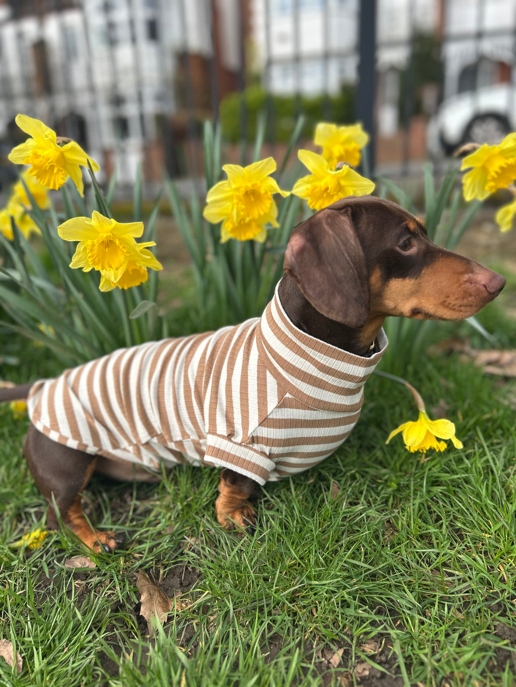 Mocha Striped Dachshund Jumper