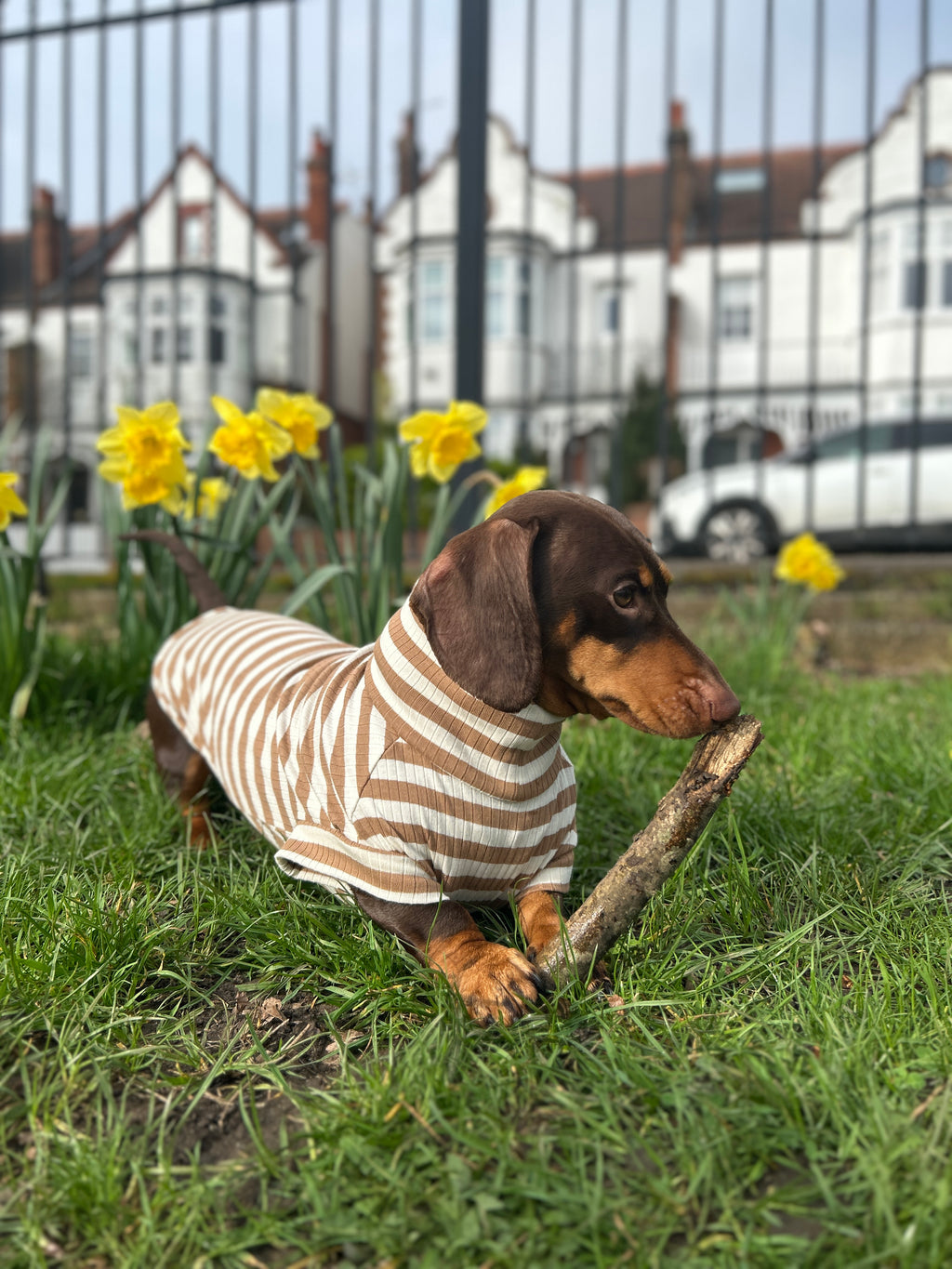 Mocha Striped Dachshund Jumper