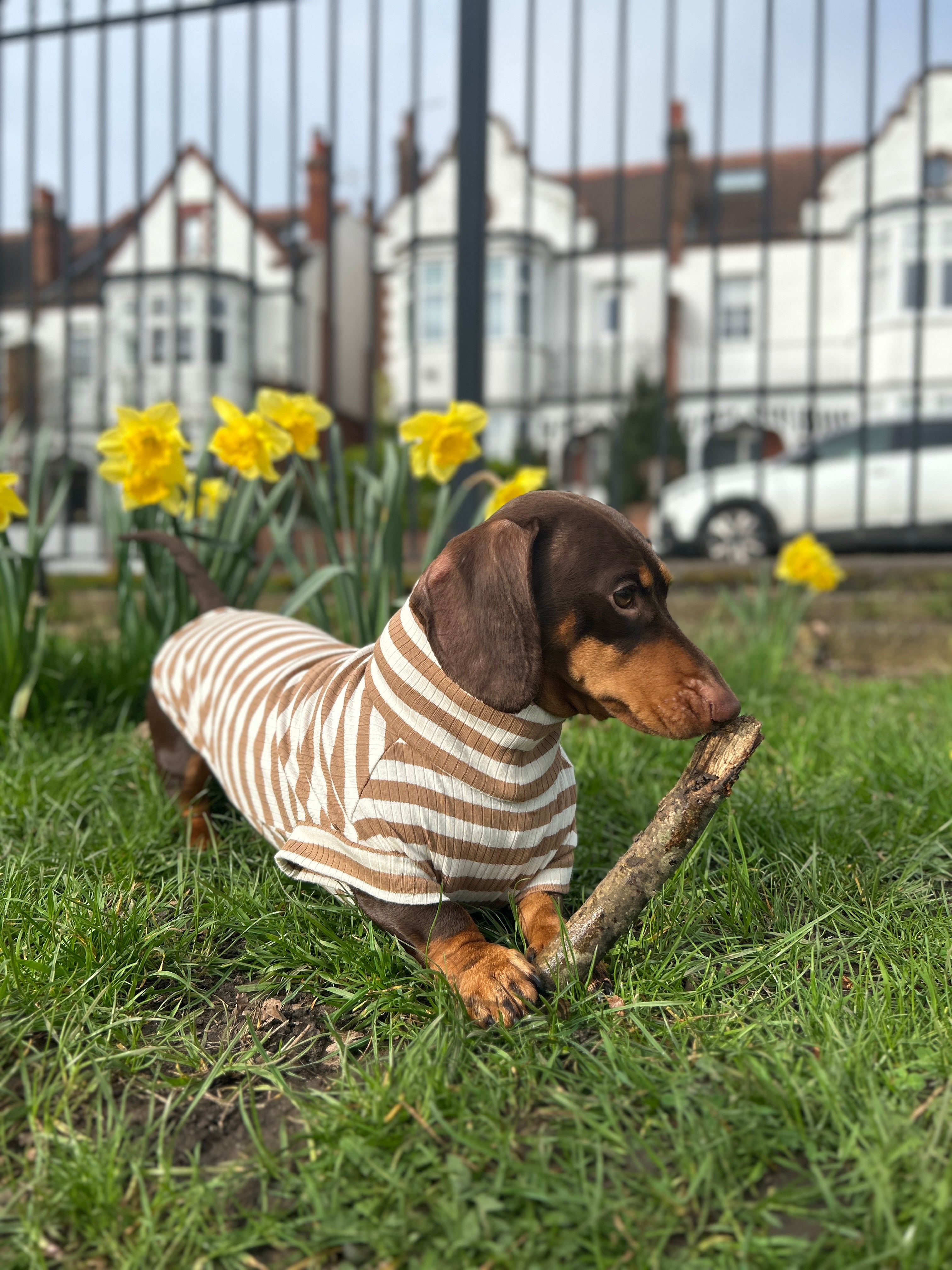 Mocha Striped Dachshund Jumper