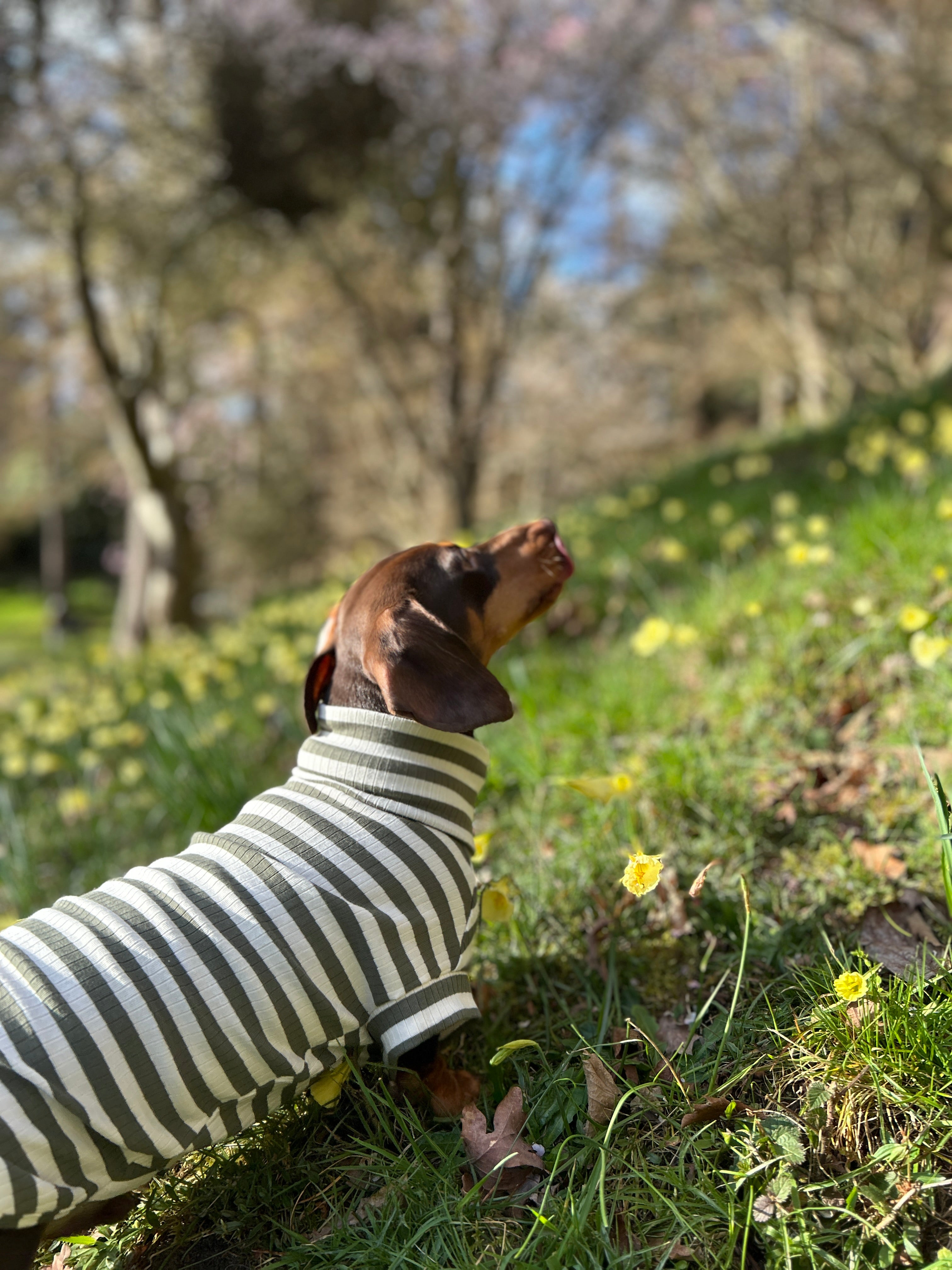 Green Striped Dachshund Jumper