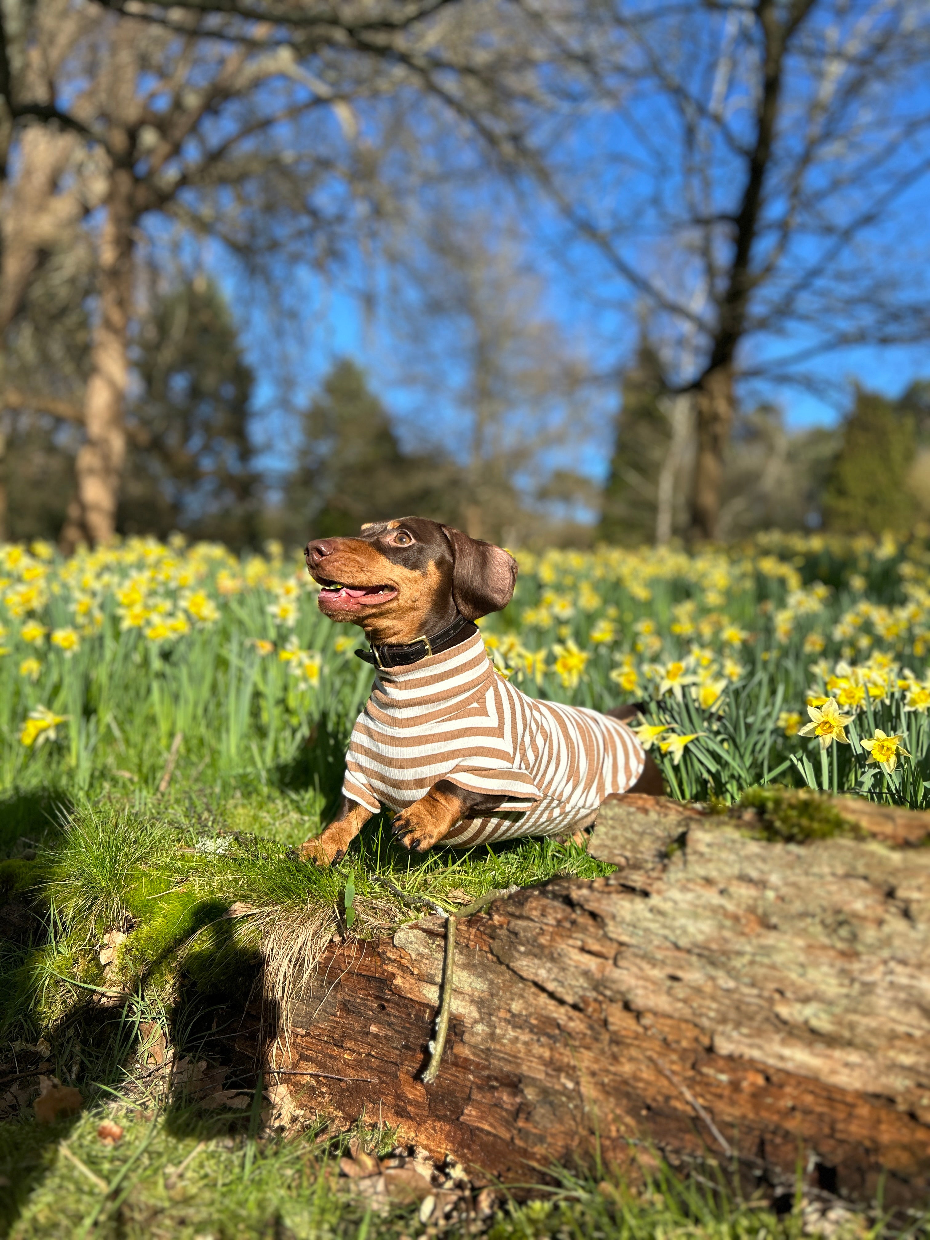 Mocha Striped Dachshund Jumper