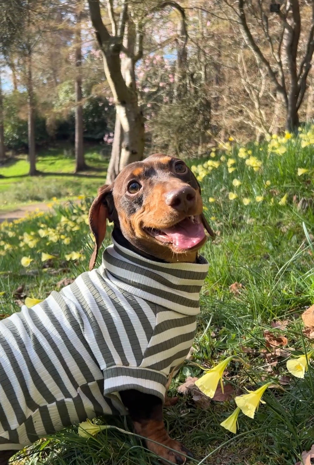 Green Striped Dachshund Jumper
