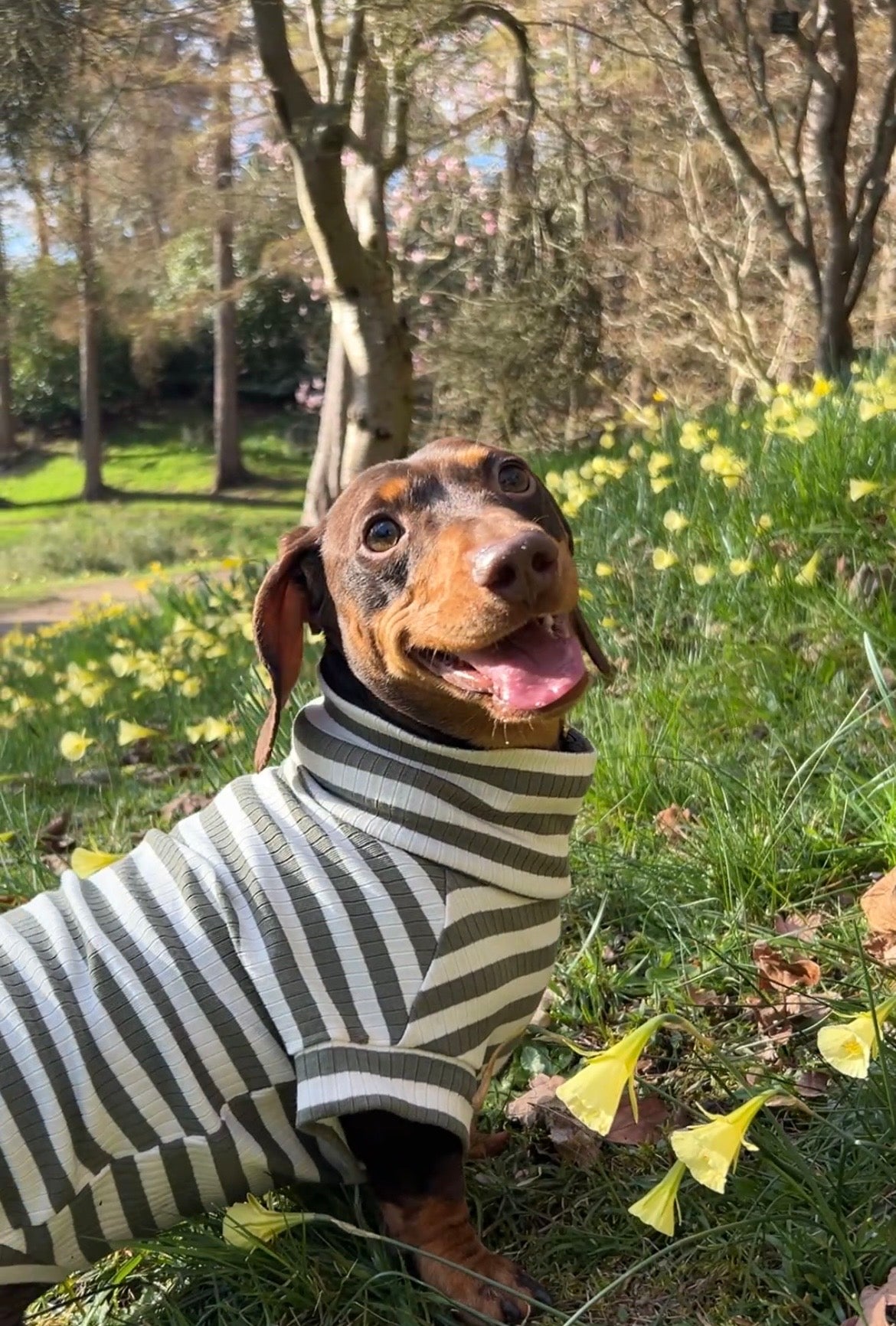 Green Striped Dachshund Jumper