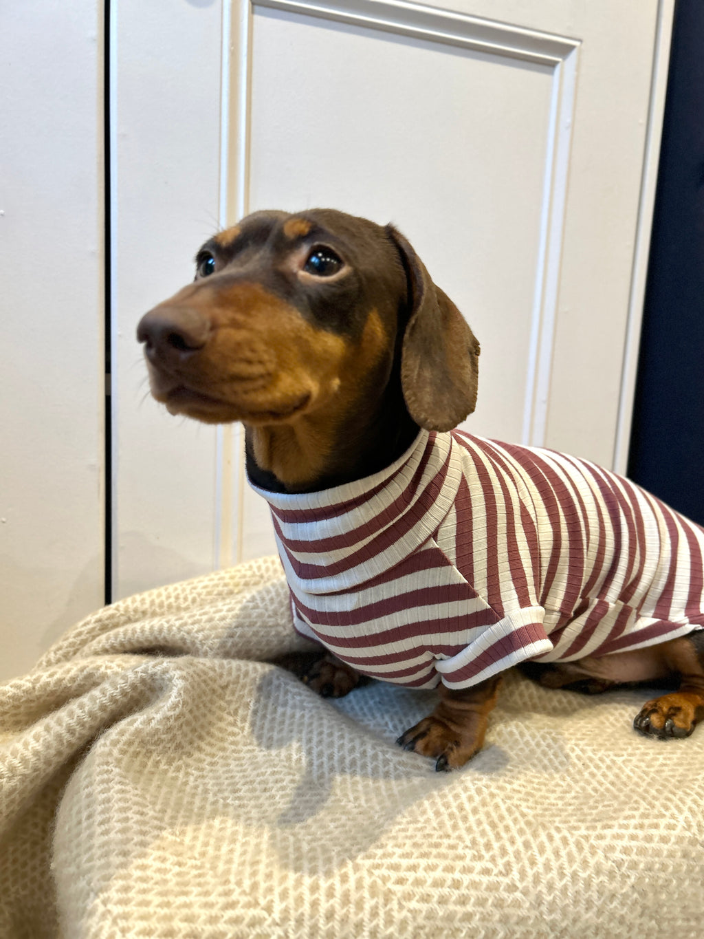 Dusty Rose Striped Dachshund Jumper