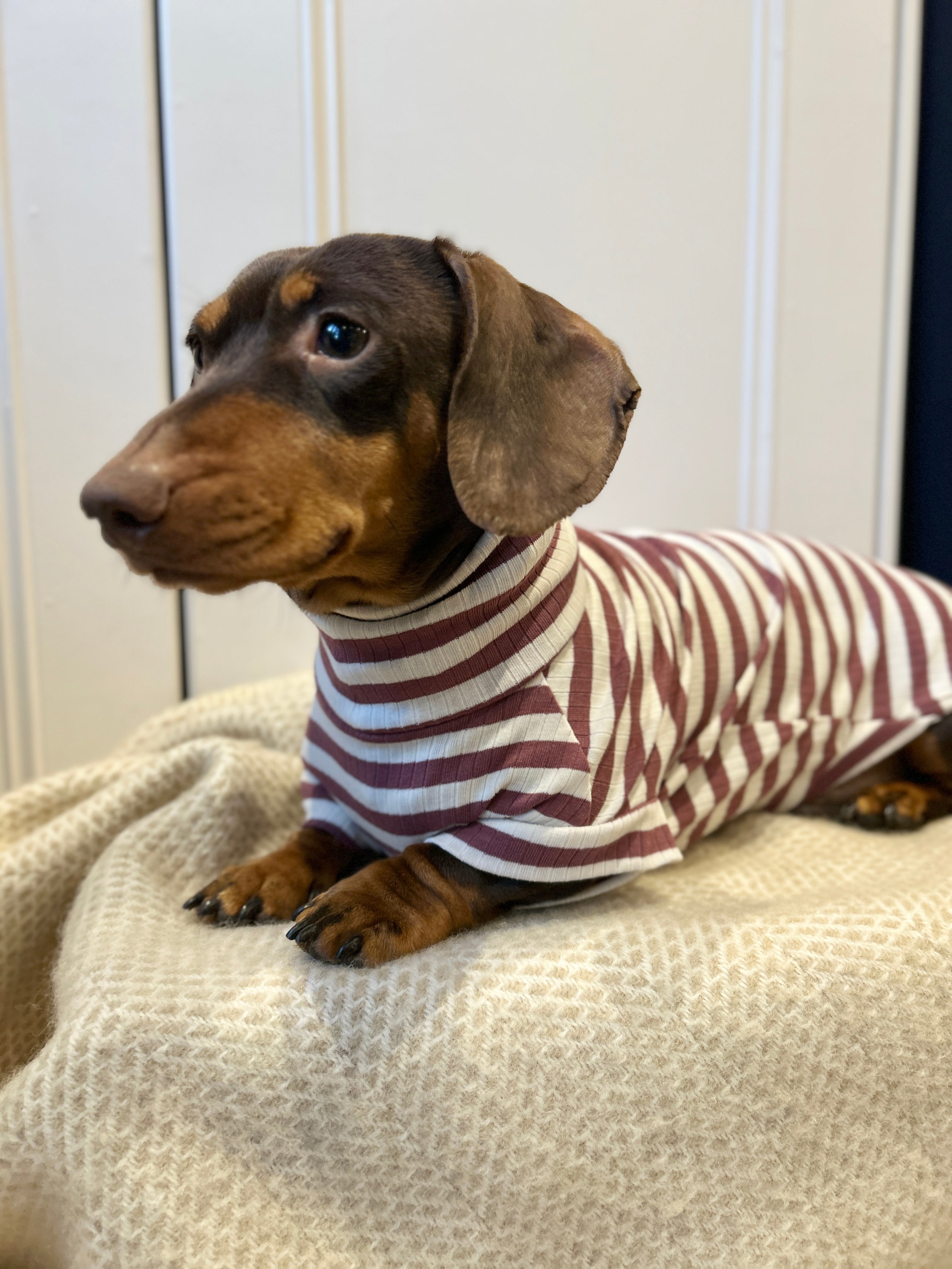 Dusty Rose Striped Dachshund Jumper