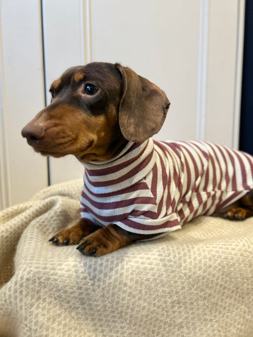 Dusty Rose Striped Dachshund Jumper