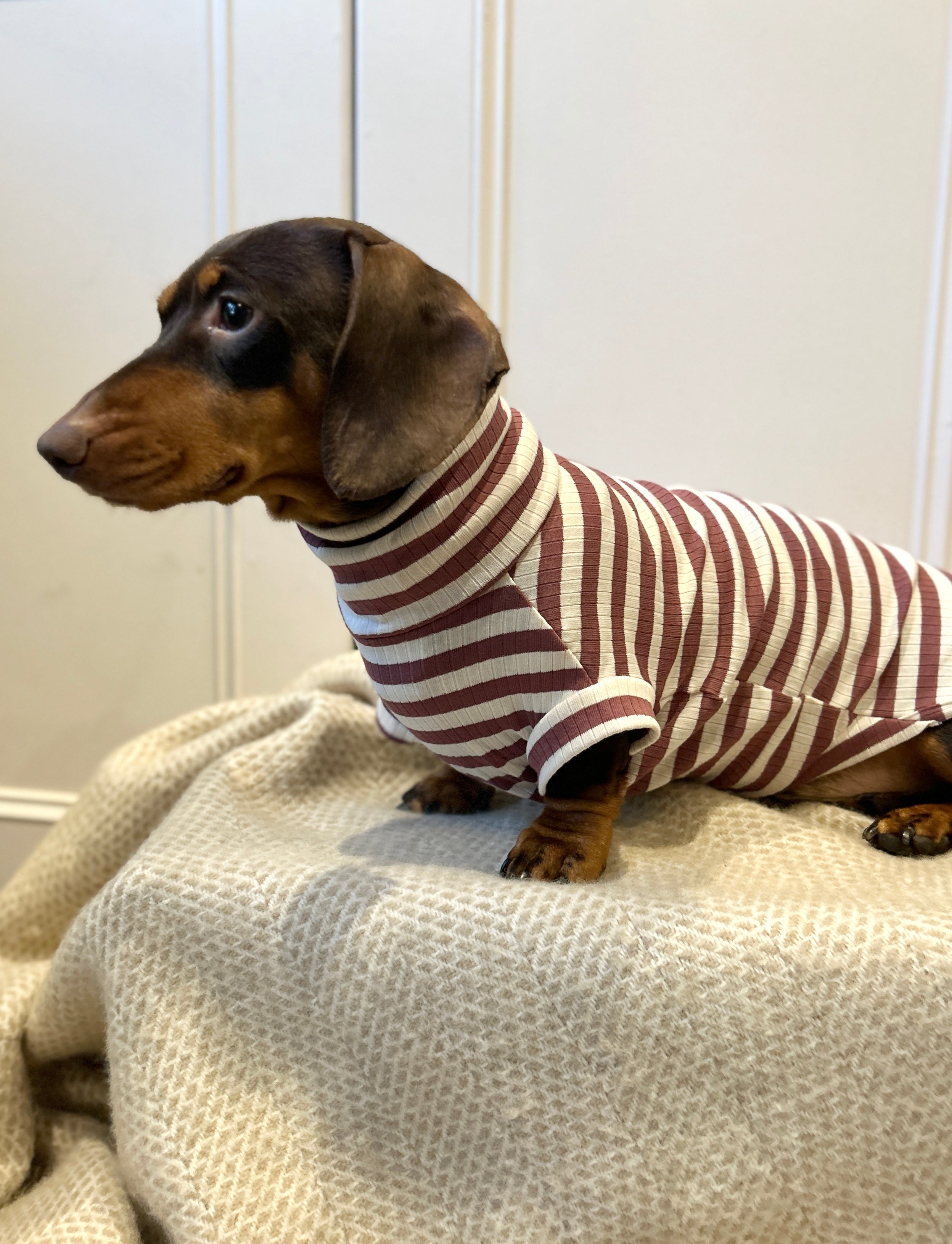 Dusty Rose Striped Dachshund Jumper