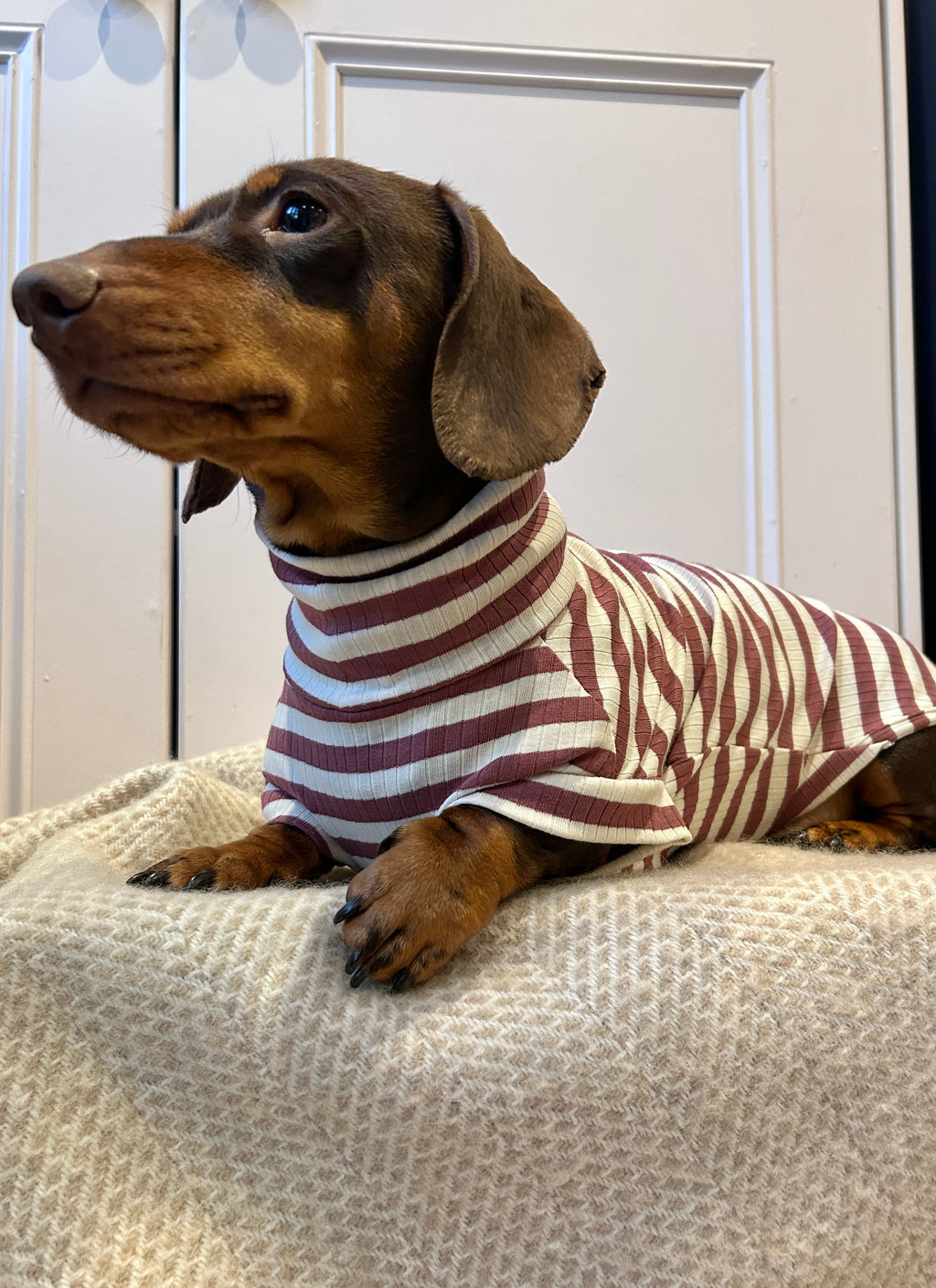 Dusty Rose Striped Dachshund Jumper