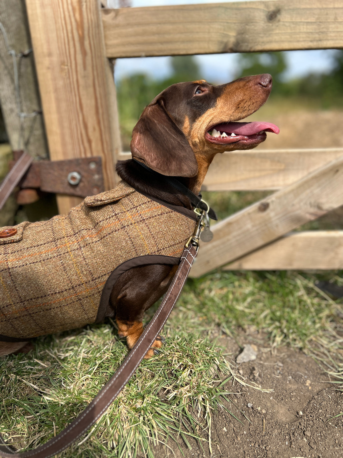 Tan and Orange checked tweed Coat - Autumn '26 Collection
